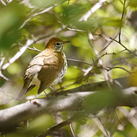 Wood Thrush, Central Park