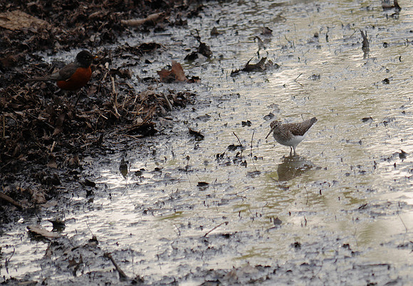 Solitary Sandpiper, Central Park