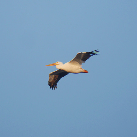 American White Pelican, Jamaica Bay
