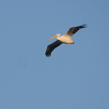 American White Pelican, Jamaica Bay