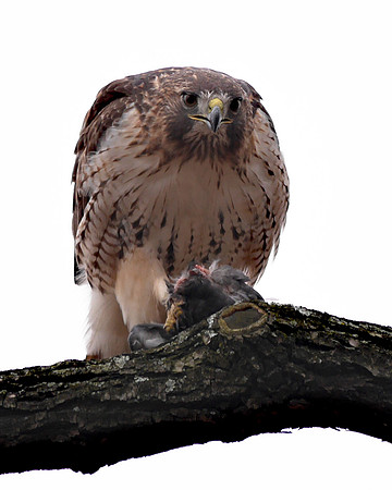 Red-Tailed Hawk eating a pigeon, Central Park