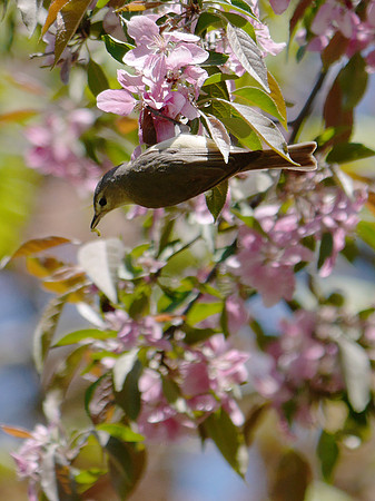 Warbling Vireo, Central Park