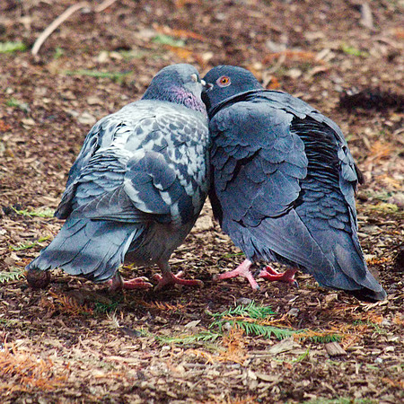 Pigeons, International Paper Plaza