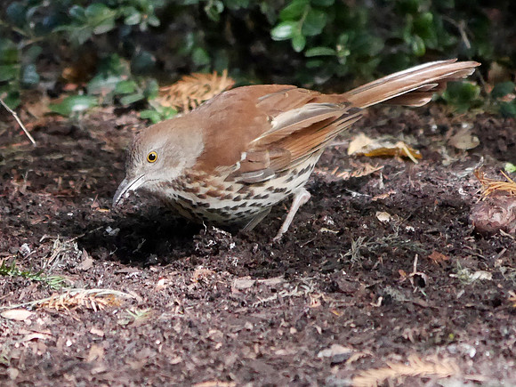 Brown Thrasher, International Paper Plaza
