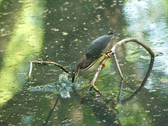 Green Heron, Azalea Pond, Central Park