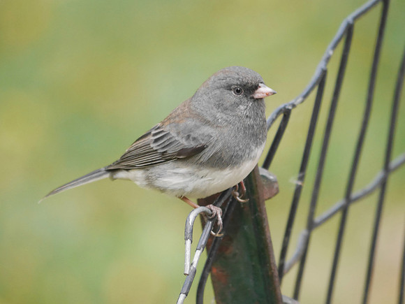 Dark-Eyed Junco, Central Park