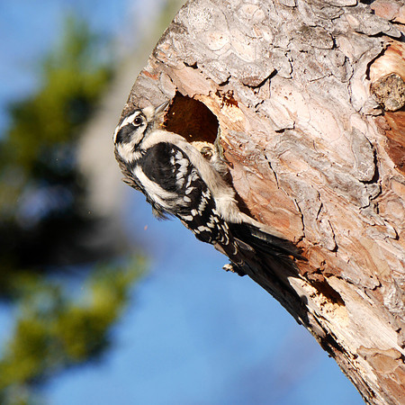 Downy Woodpecker digging a roost hole