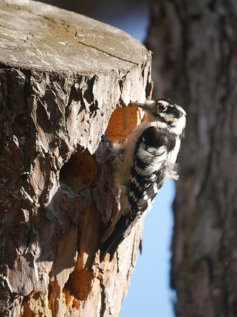 Downy Woodpecker digging a roost hole