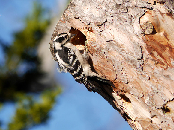 Downy Woodpecker digging a roost hole