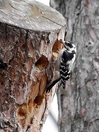 Downy Woodpecker digging a roost hole