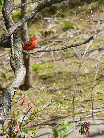 Summer Tanager, Central Park