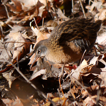 Virginia Rail, Central Park