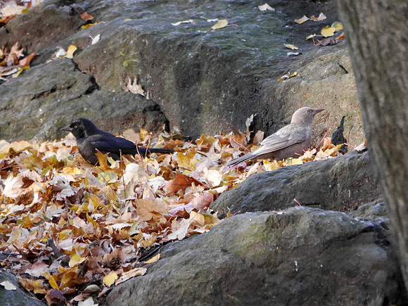 Leucistic Common Grackle, Central Park