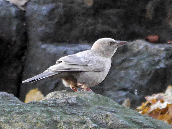Leucistic Common Grackle, Central Park