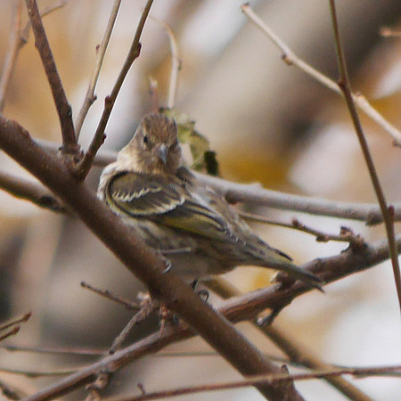 Pine Siskin, Central Park