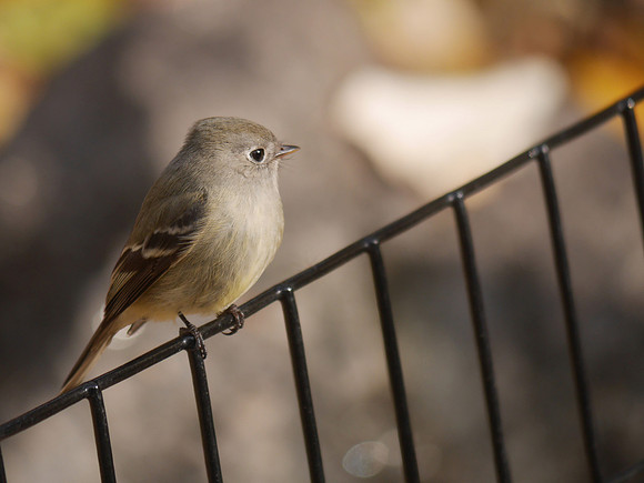 Hammond's Flycatcher, Central Park