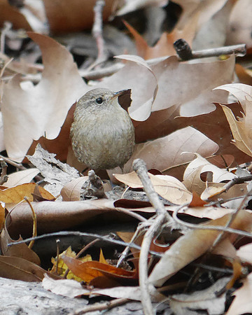 Winter Wren, Central Park