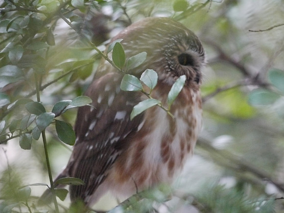 Northern Saw-Whet Owl, Central Park