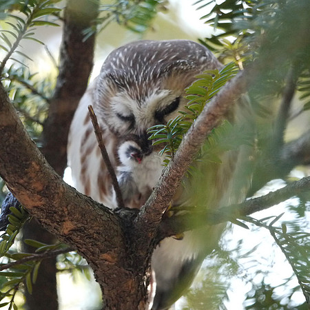 Northern Saw-Whet Owl, Central Park