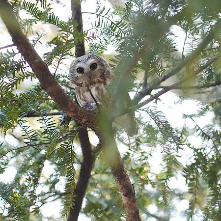 Northern Saw-Whet Owl, Central Park