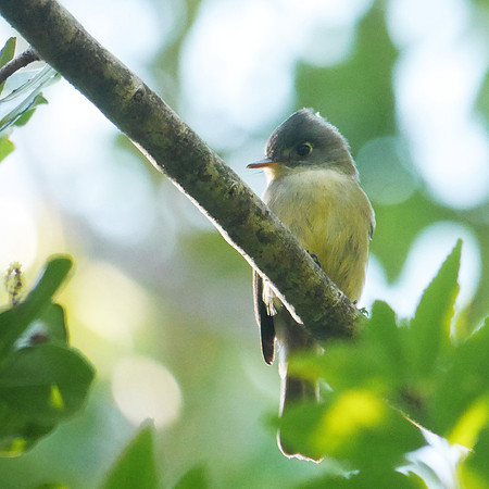 Cuban (crescent-Eyed) Pewee, New Providence, Bahamas