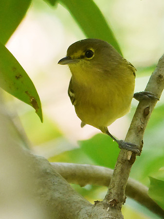 Thick-Billed Vireo, New Providence, Bahamas