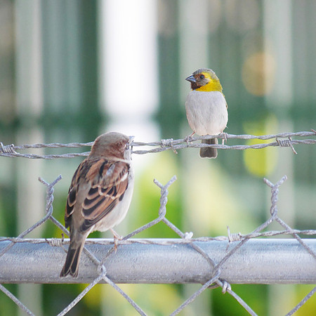 House Sprrow and Cuban Grassquit, New Providence, Bahamas