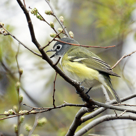 Blue-Headed Vireo, Central Park