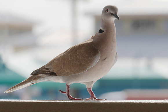 Eurasian Collared-Dove, New Providence, Bahamas