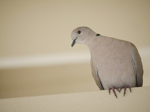 Eurasian Collared-Dove, New Providence, Bahamas