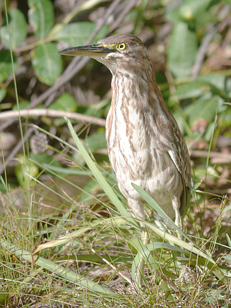 Green Heron, New Providence, Bahamas