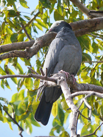 White-Crowned Pigeon, New Providence, Bahamas