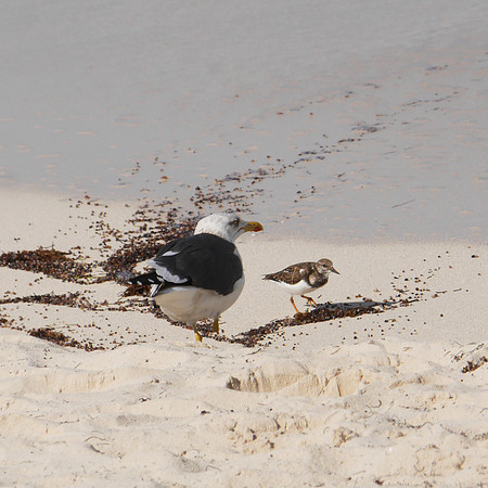 Lesser Black-Backed Gull and Ruddy Turnstone, New Providence, Bahamas