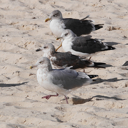 Herring and Lesser Black-Backed Gulls, New Providence, Bahamas