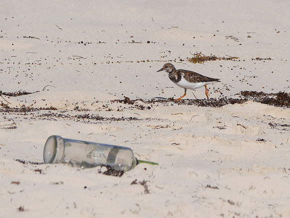 Ruddy Turnstone, New Providence, Bahamas