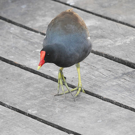Common Gallinule, New Providence, Bahamas