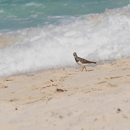 Ruddy Turnstone, New Providence, Bahamas