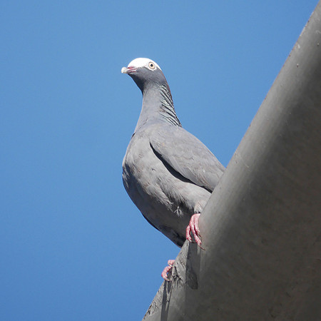 White-Crowned Pigeon, New Providence, Bahamas
