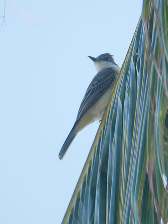 Loggerhead Kingbird, New Providence, Bahamas