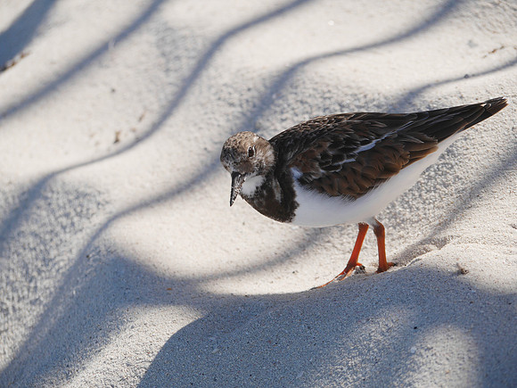Ruddy Turnstone, New Providence, Bahamas