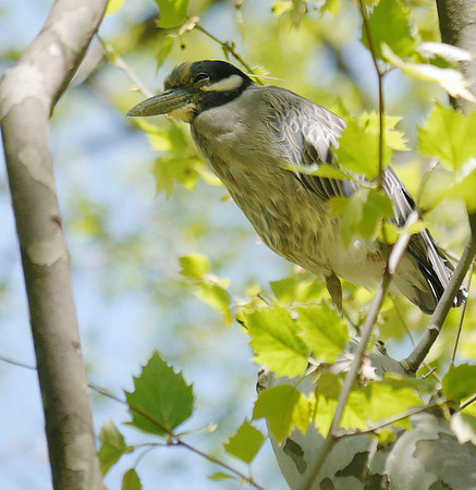 Yellow-Crowned Night Heron