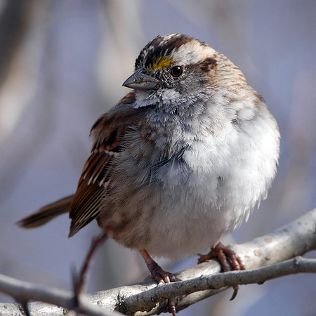 White-Throated Sparrow, Central Park