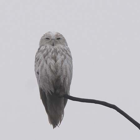 Snowy Owl, Jamaica Bay