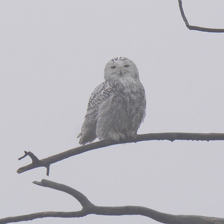 Snowy Owl, Jamaica Bay
