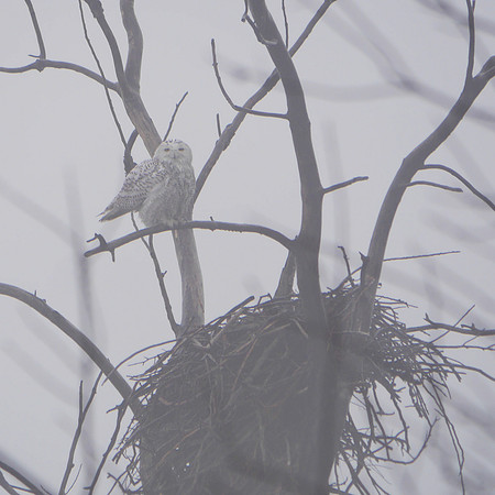 Snowy Owl, Jamaica Bay