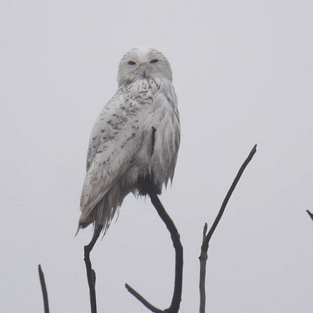 Snowy Owl, Jamaica Bay
