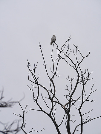Snowy Owl, Jamaica Bay