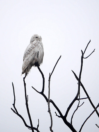 Snowy Owl, Jamaica Bay