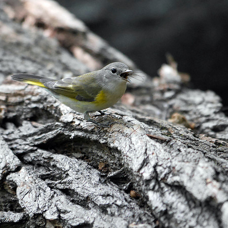 Redstart's lunch