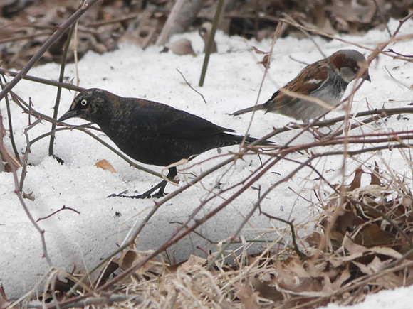 Rusty Blackbird and friend, Central Park